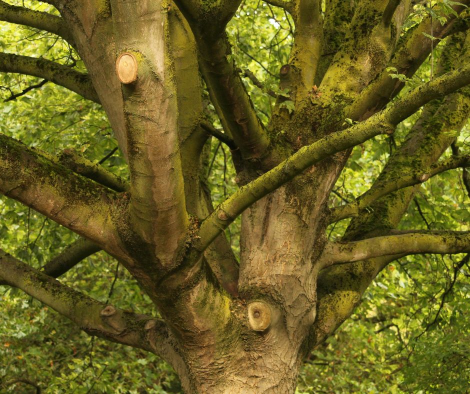 UN SD Instagram Facebook Post 38 Tree Surgery Can Protect Your Colchester Property