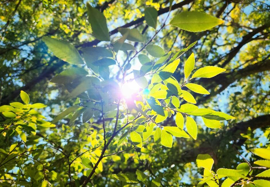 UN SD Instagram Facebook Post 40 Summer tree care tips