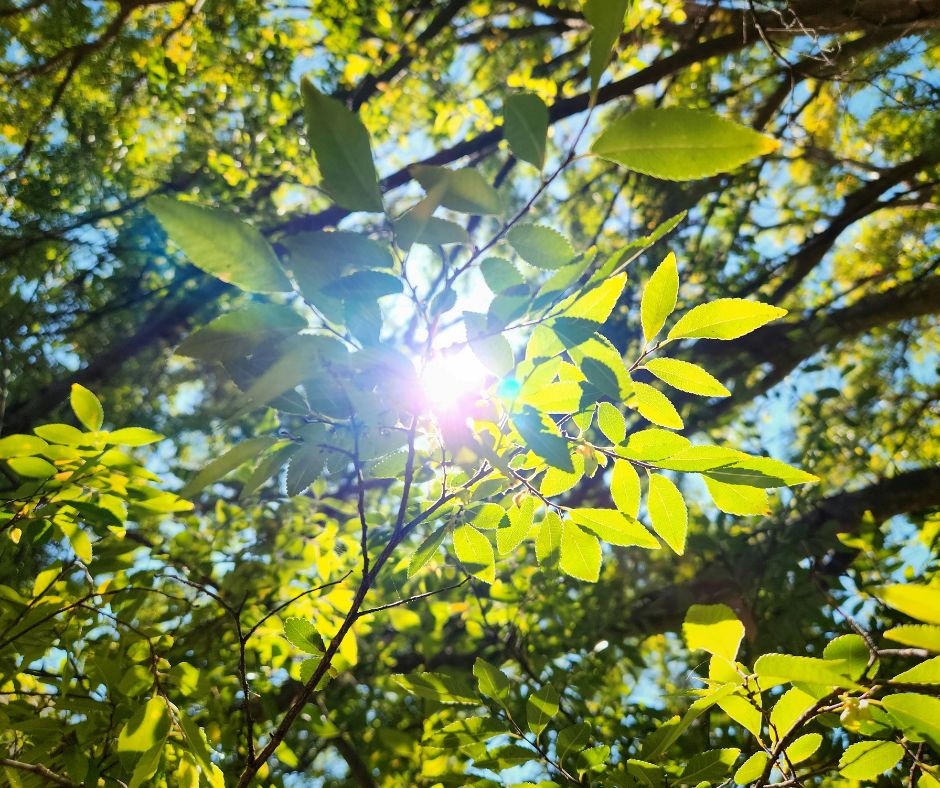 UN SD Instagram Facebook Post 40 Summer tree care tips