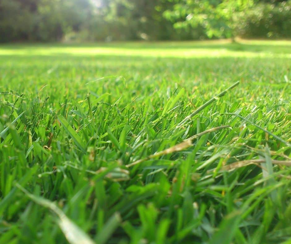UN SD Instagram Facebook Post 45 5 Signs Your Lawn Needs Professional Care Before Autumn