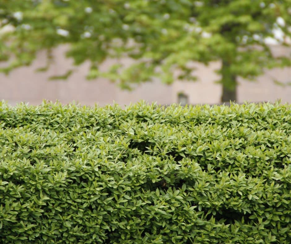 UN SD Instagram Facebook Post 53 Late Summer Hedge Cutting & Pruning