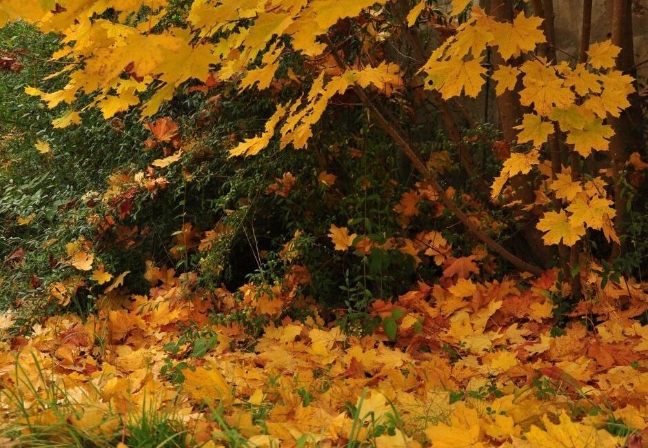 Essential autumn garden jobs Essential autumn garden jobs