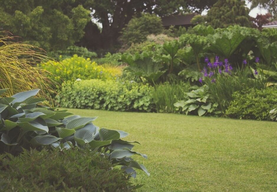 Lawn renovation for a greener garden Lawn renovation for a greener garden