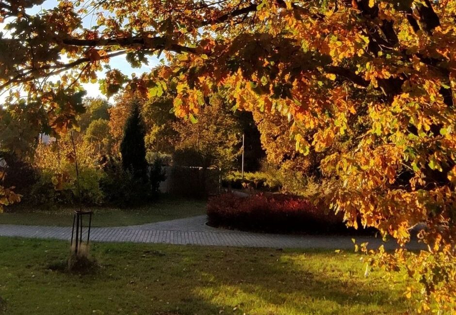 autumn lawn care Autumn lawn care