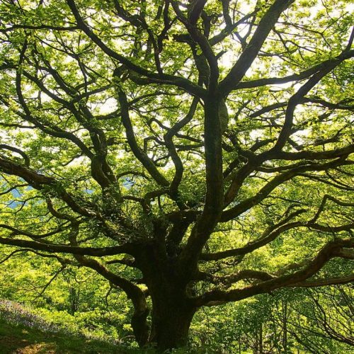 Tree surgery in Essex